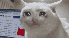 a white cat is crying in front of a computer screen with a stock chart on it