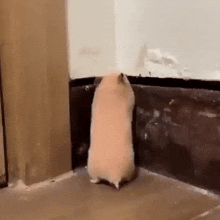 a hamster is standing in a corner of a room next to a wall .