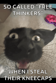 a picture of a cat with a caption that says " so called free thinkers "