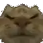a close up of a cat 's face with a beard .