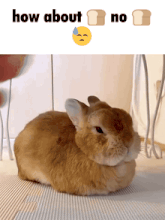 a picture of a rabbit and the words how about no