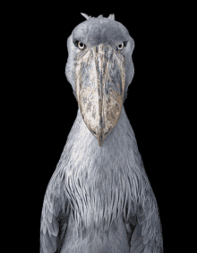 a bird with a large beak is looking at the camera on a black background