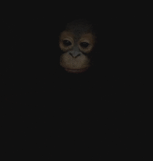 a close up of a monkey in the dark