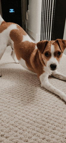 a brown and white dog laying on a white carpet