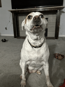 a white dog with a black collar is sitting in front of a television