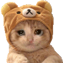 a cat wearing a teddy bear hat is sitting down .