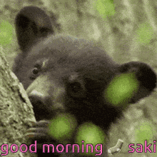 a black bear peeking out from behind a tree trunk with the words " good morning saki " below it