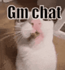 a white cat with a pink nose and the words `` gm chat '' written on it 's face .