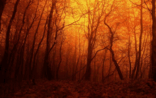 a dark forest with trees covered in leaves