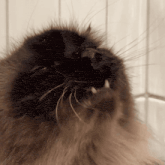 a close up of a cat 's face with its mouth wide open