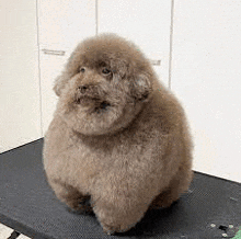 a fluffy brown dog is sitting on a black table .