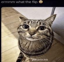 a cat is looking up at the camera with the caption ermm what the flip