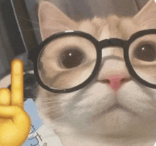 a close up of a cat wearing glasses and giving a middle finger