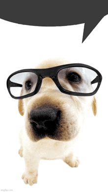 a puppy wearing glasses has a speech bubble above his head