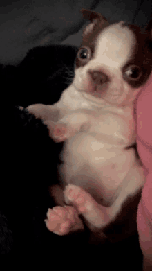 a small brown and white dog is laying on its back on a blanket