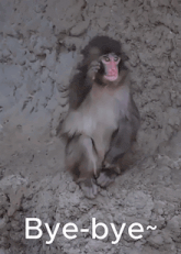 a monkey is laying on its back in the dirt with its hand up .