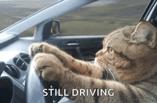 a cat is sitting in a car with the words still driving behind it