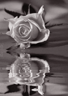 a black and white photo of a single white rose reflected in the water .