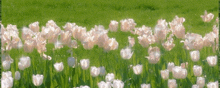 a field of white flowers growing in the grass .