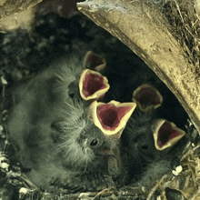 a group of baby birds with their mouths open looking for food