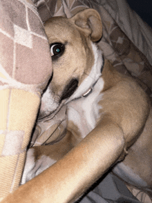 a dog laying on a bed with a plaid blanket on it