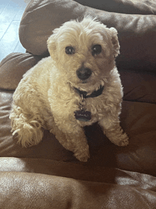 a small white dog is sitting on a brown leather couch and has a tag that says ' amanda ' on it