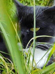 a black and white cat laying in the grass with a yellow eye