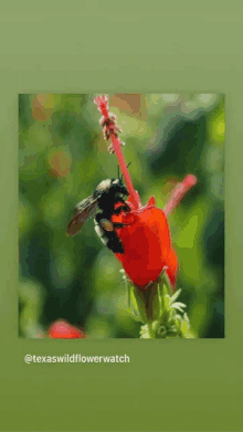 a close up of a bee on a red flower with the words texas wildflowerwatch below it