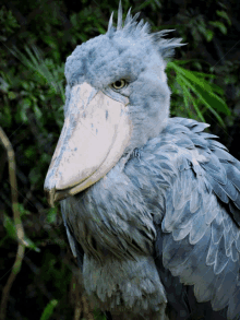 a bird with a very large beak is looking at the camera with a green background