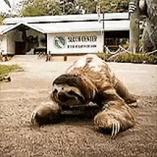 a sloth is laying on the ground in front of a building with a sign that says sloth center .