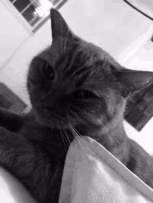 a black and white photo of a cat laying down