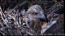 a close up of an eagle with the date 24-09-2020 at the bottom