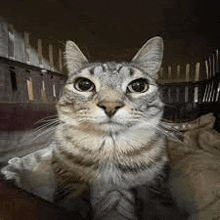 a close up of a cat looking at the camera while sitting in a cage .