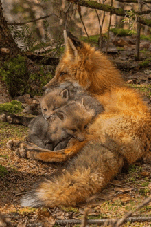 a mother fox is laying on the ground with her two cubs