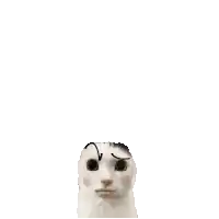 a white cat is making a funny face with a black arrow pointing to its eye .