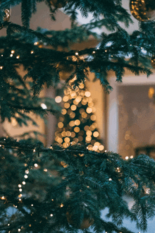 a christmas tree with lights hanging from the branches