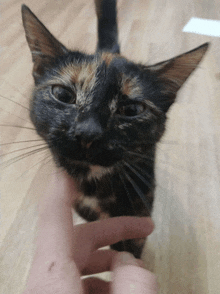 a calico cat being held by a person 's hand