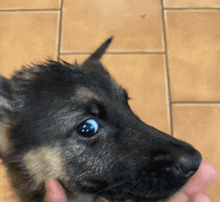 a close up of a person holding a puppy