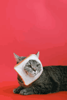 a cat is wearing a piece of bread on its head