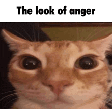 a close up of a cat 's face with the words the look of anger below it