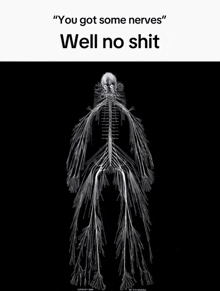 an x-ray of a human body with the words " you got some nerves "