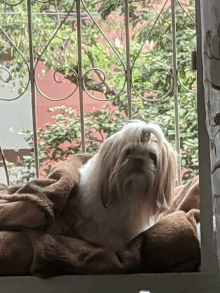 a small dog is laying on a blanket in front of a window