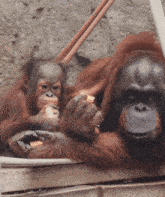 two orangutans are laying on a wooden crate and one of them is eating something
