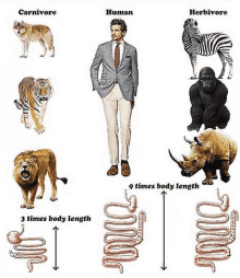 a man in a suit is next to a tiger a rhino and a zebra