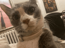 a close up of a cat 's face with a collar on