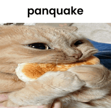 a cat is holding a pancake in its paws and the word panquake is above it