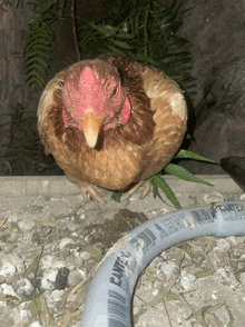 a chicken is laying on the ground next to a cantex hose