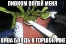 a plant in a pot with a cigarette sticking out of it and a caption in russian .