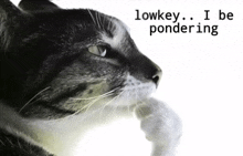 a close up of a cat with the words lowkey i be pondering below it