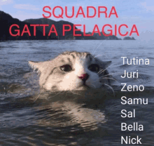 a picture of a cat in the water with the words squadra gatta pelagica written above it